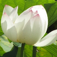 Sydney Hypnotherapy & Self Hypnosis Centre
